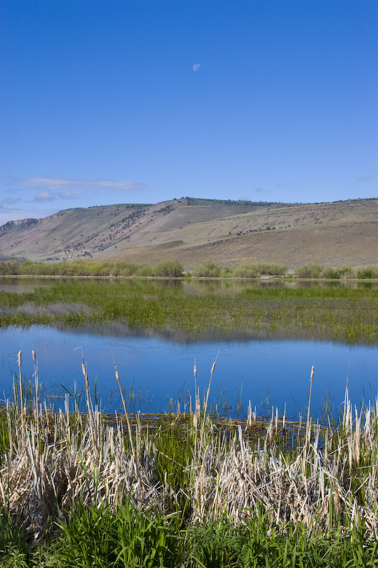 Moon Above Wetland